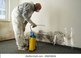 Best Black Mold Removal  in Raleigh, NC